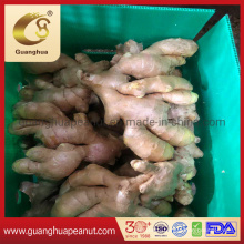 Fresh Ginger for Exporting 150g up Shandong Origin